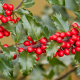 Holly Tree