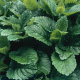 Melissa officinalis
