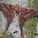 Hercules moth