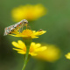 Dahlberg daisy