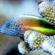 Freckled hawkfish