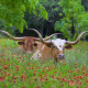 Texas Longhorn