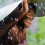 Orangutan