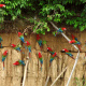 Red-and-green macaw