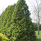 Thuja Green Giant