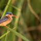 Malachite Kingfisher