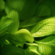 Hosta