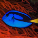 Regal blue tang