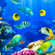 Parrotfish