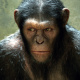 Rise of the Planet of the Apes