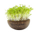 Grow-Grow Nut