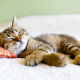 Cute Cat