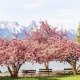 Alps