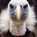 Ruppell's griffon vulture
