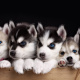 Siberian Husky