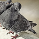 Rock pigeon