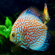 Discus fish