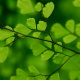 Maidenhair fern