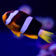 Clarkii clownfish