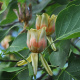 Liriodendron tulipifera