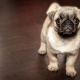 Pug