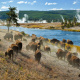 Firehole River