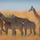 Masai giraffe