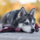 Siberian Husky