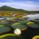Victoria amazonica