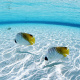 Threadfin butterflyfish