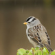 White-crowned Sparrow