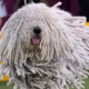 Westminster Kennel Club Dog Show