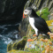 Atlantic puffin