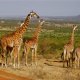 Tsavo