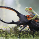 Red-eyed tree frog