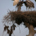 Oropendola