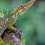 Pinocchio anole