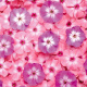 Phlox drummondii