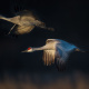 Sandhill Crane