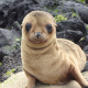 Galapagos