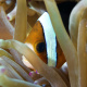 Clark's anemonefish
