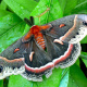 Cecropia moth