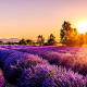 Provence