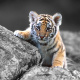 Bengal tiger