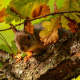 Red squirrel
