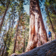 Redwood tree