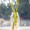 Ball Mason Jar