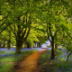 Beech Tree