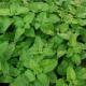 Bonnie Plants