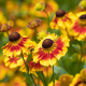 Helenium